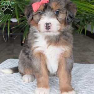 Poppy, Mini Bernedoodle Puppy