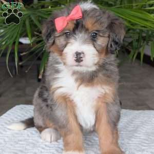 Poppy, Mini Bernedoodle Puppy