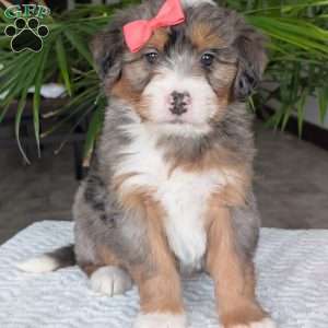 Poppy, Mini Bernedoodle Puppy