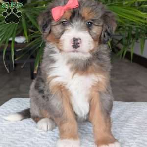Poppy, Mini Bernedoodle Puppy