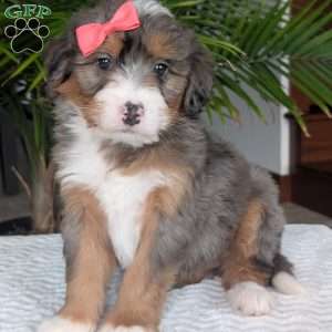 Poppy, Mini Bernedoodle Puppy