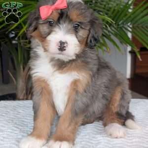 Poppy, Mini Bernedoodle Puppy
