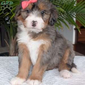 Poppy, Mini Bernedoodle Puppy