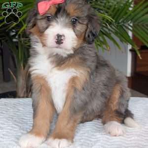 Poppy, Mini Bernedoodle Puppy