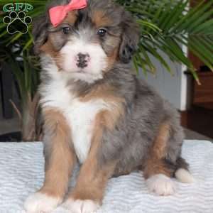 Poppy, Mini Bernedoodle Puppy