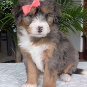 Poppy, Mini Bernedoodle Puppy