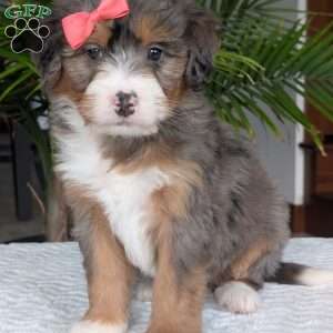 Poppy, Mini Bernedoodle Puppy