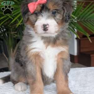 Poppy, Mini Bernedoodle Puppy