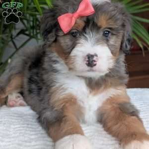 Poppy, Mini Bernedoodle Puppy