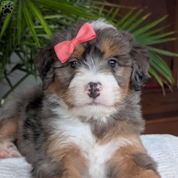 Poppy, Mini Bernedoodle Puppy