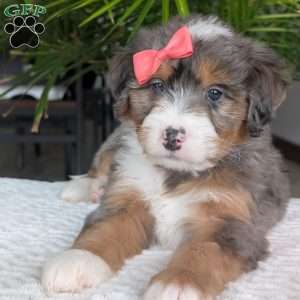 Poppy, Mini Bernedoodle Puppy