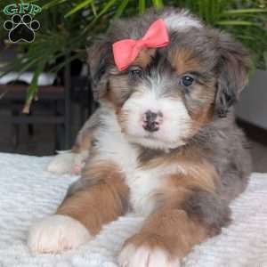 Poppy, Mini Bernedoodle Puppy