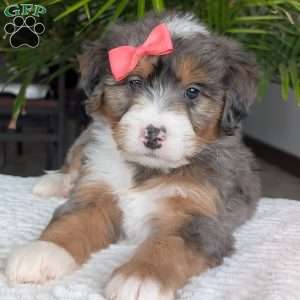 Poppy, Mini Bernedoodle Puppy