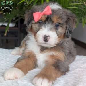 Poppy, Mini Bernedoodle Puppy