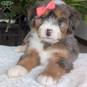 Poppy, Mini Bernedoodle Puppy