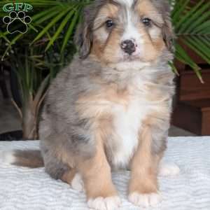 Dusty, Mini Bernedoodle Puppy