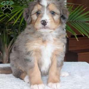 Dusty, Mini Bernedoodle Puppy