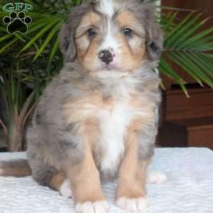 Dusty, Mini Bernedoodle Puppy