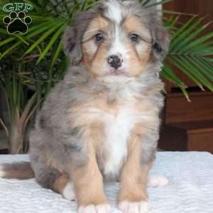 Dusty, Mini Bernedoodle Puppy