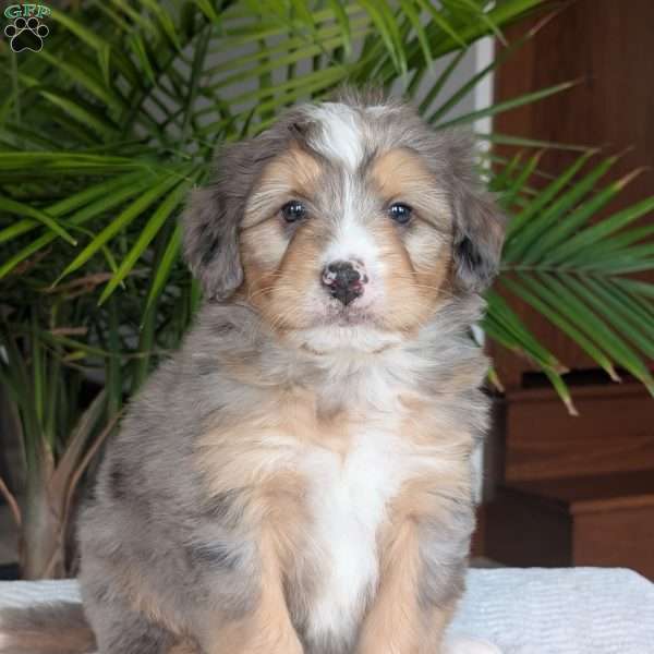 Dusty, Mini Bernedoodle Puppy