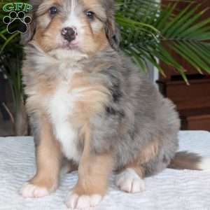 Dusty, Mini Bernedoodle Puppy