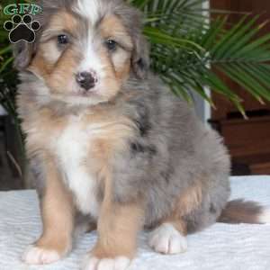 Dusty, Mini Bernedoodle Puppy