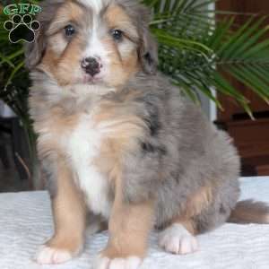 Dusty, Mini Bernedoodle Puppy