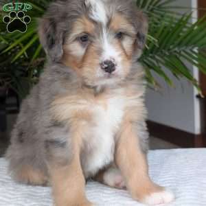 Dusty, Mini Bernedoodle Puppy