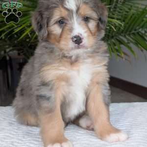 Dusty, Mini Bernedoodle Puppy