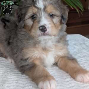 Dusty, Mini Bernedoodle Puppy
