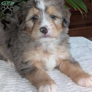 Dusty, Mini Bernedoodle Puppy