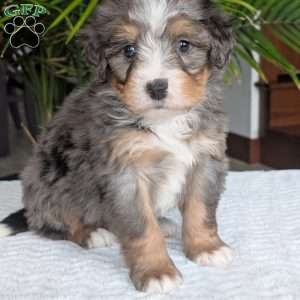 River, Mini Bernedoodle Puppy