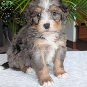 River, Mini Bernedoodle Puppy