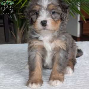 River, Mini Bernedoodle Puppy