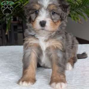River, Mini Bernedoodle Puppy