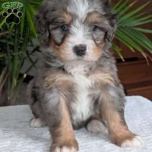 River, Mini Bernedoodle Puppy
