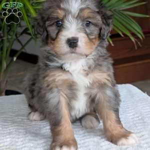 River, Mini Bernedoodle Puppy