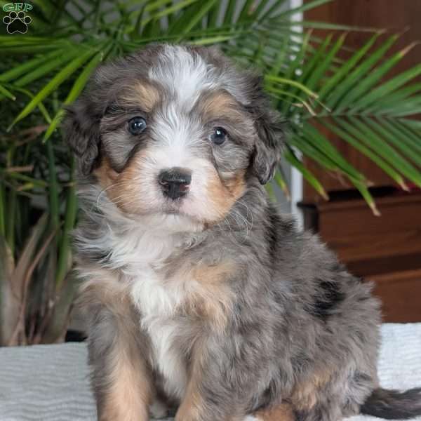 River, Mini Bernedoodle Puppy