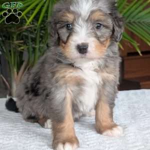 River, Mini Bernedoodle Puppy