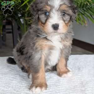 River, Mini Bernedoodle Puppy
