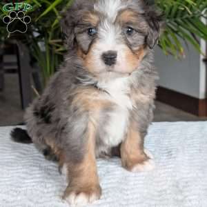 River, Mini Bernedoodle Puppy