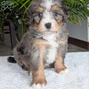 River, Mini Bernedoodle Puppy