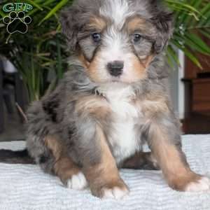 River, Mini Bernedoodle Puppy