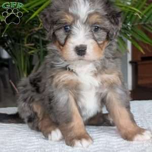 River, Mini Bernedoodle Puppy