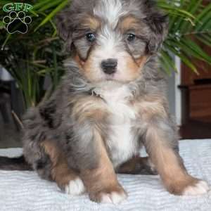 River, Mini Bernedoodle Puppy