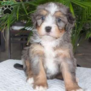River, Mini Bernedoodle Puppy
