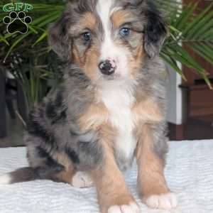 Niko, Mini Bernedoodle Puppy