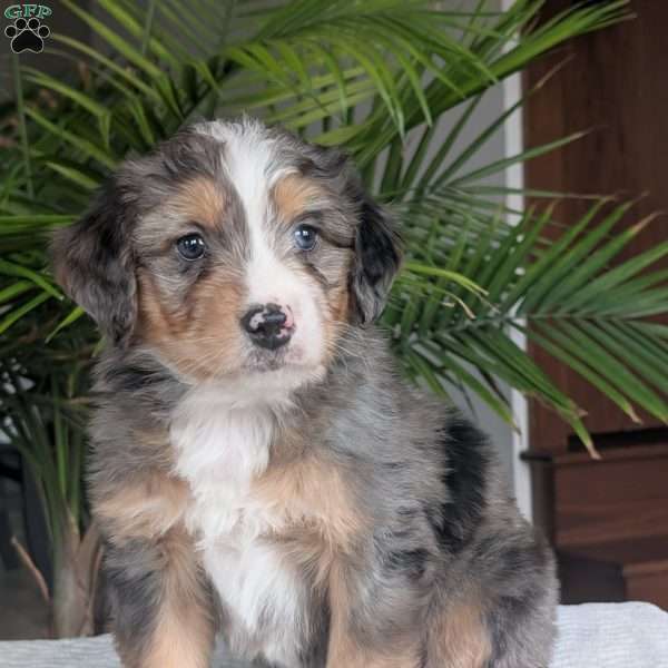 Niko, Mini Bernedoodle Puppy