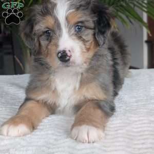 Niko, Mini Bernedoodle Puppy