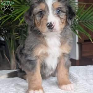 Niko, Mini Bernedoodle Puppy